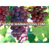 Grape Seed Extract