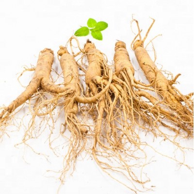 White Ginseng Root Raw Material Northeast of China