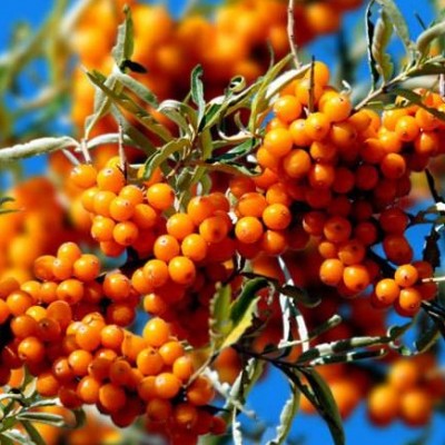 Instant seabuckthorn juice powder